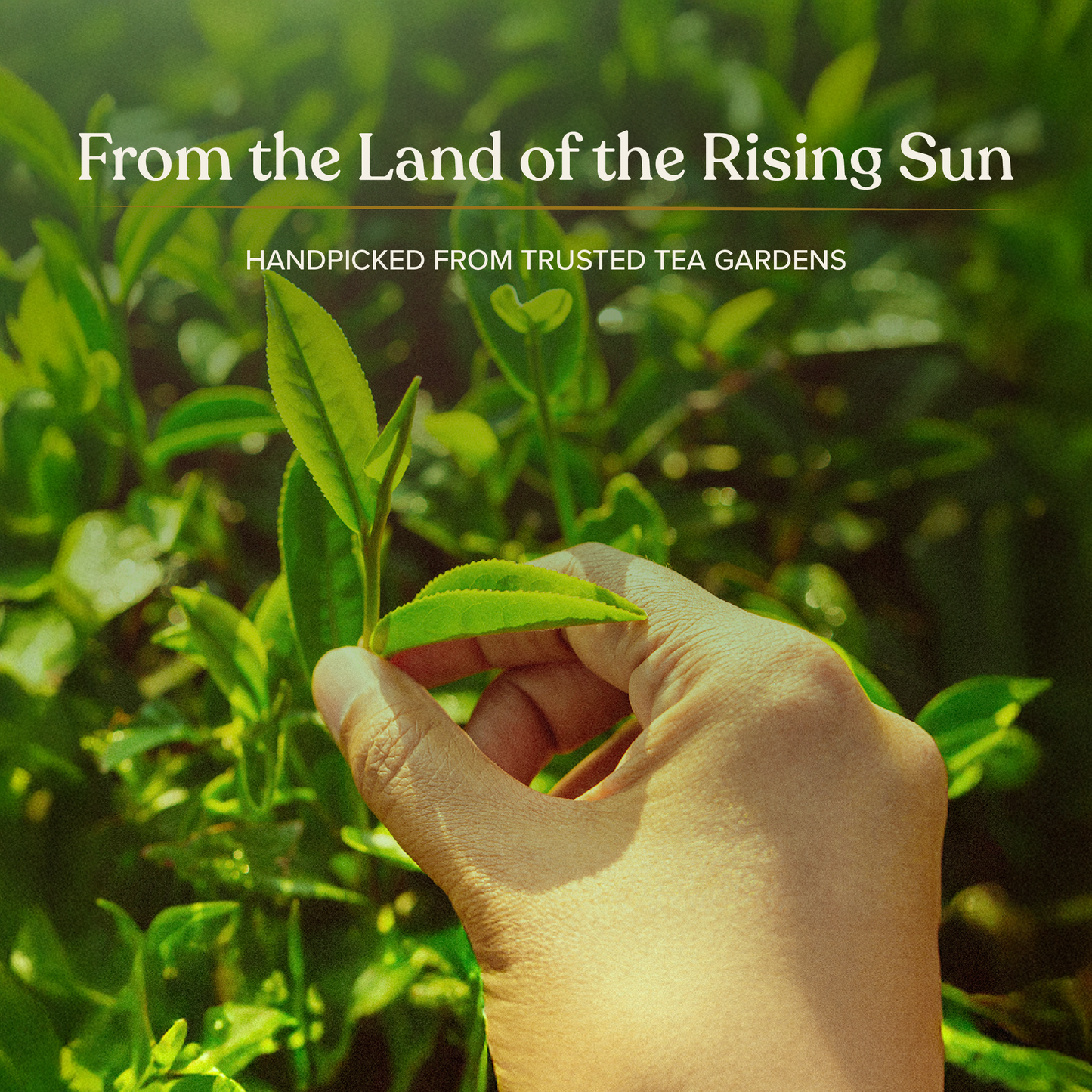 Naturgized Orthodox Tea Loose Leaf - 100g