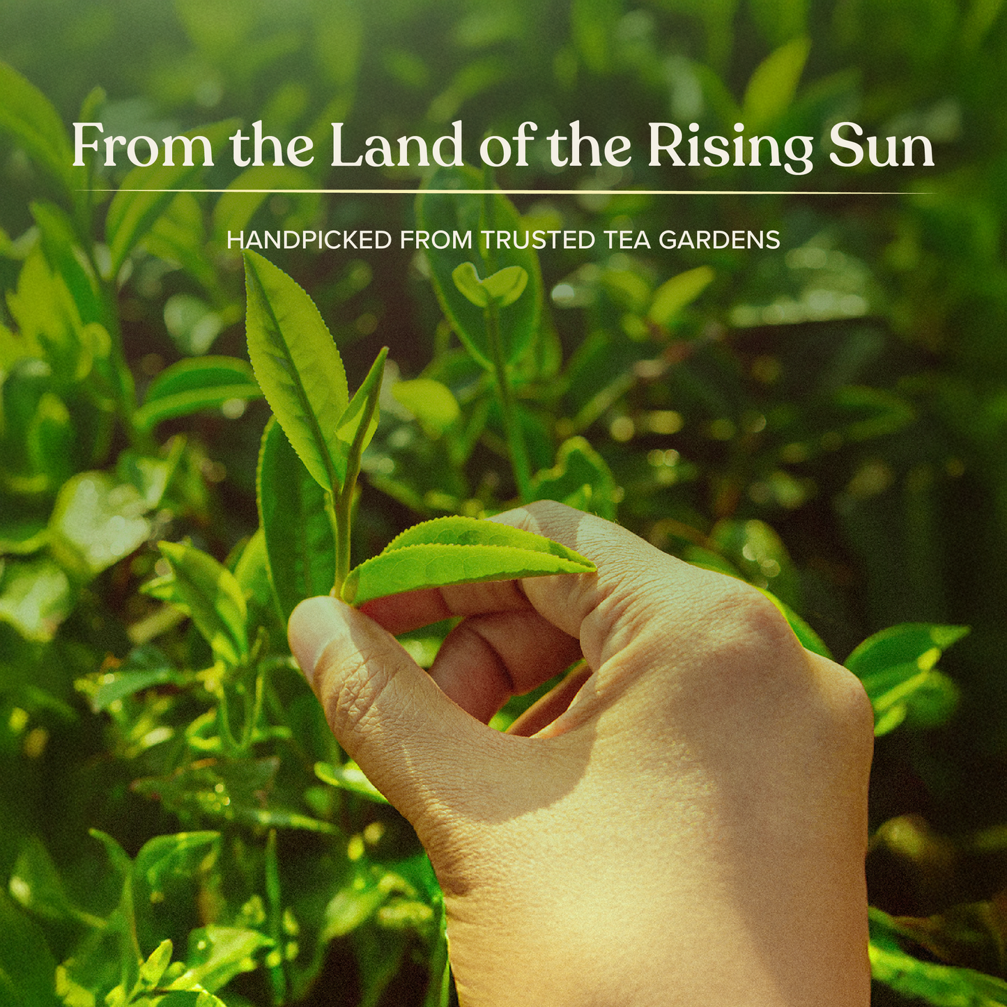 Naturgized Premium Whole Leaf Green Tea - 100g